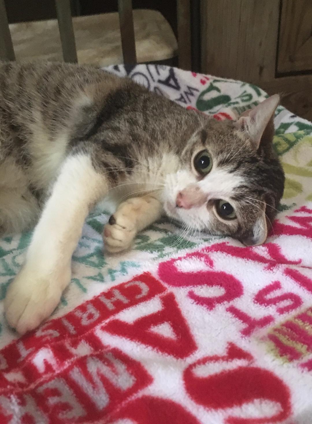 Enlarge JOLIE- a sweetie!, a Adoptable mixed breed in Waltham, MA image 3/8