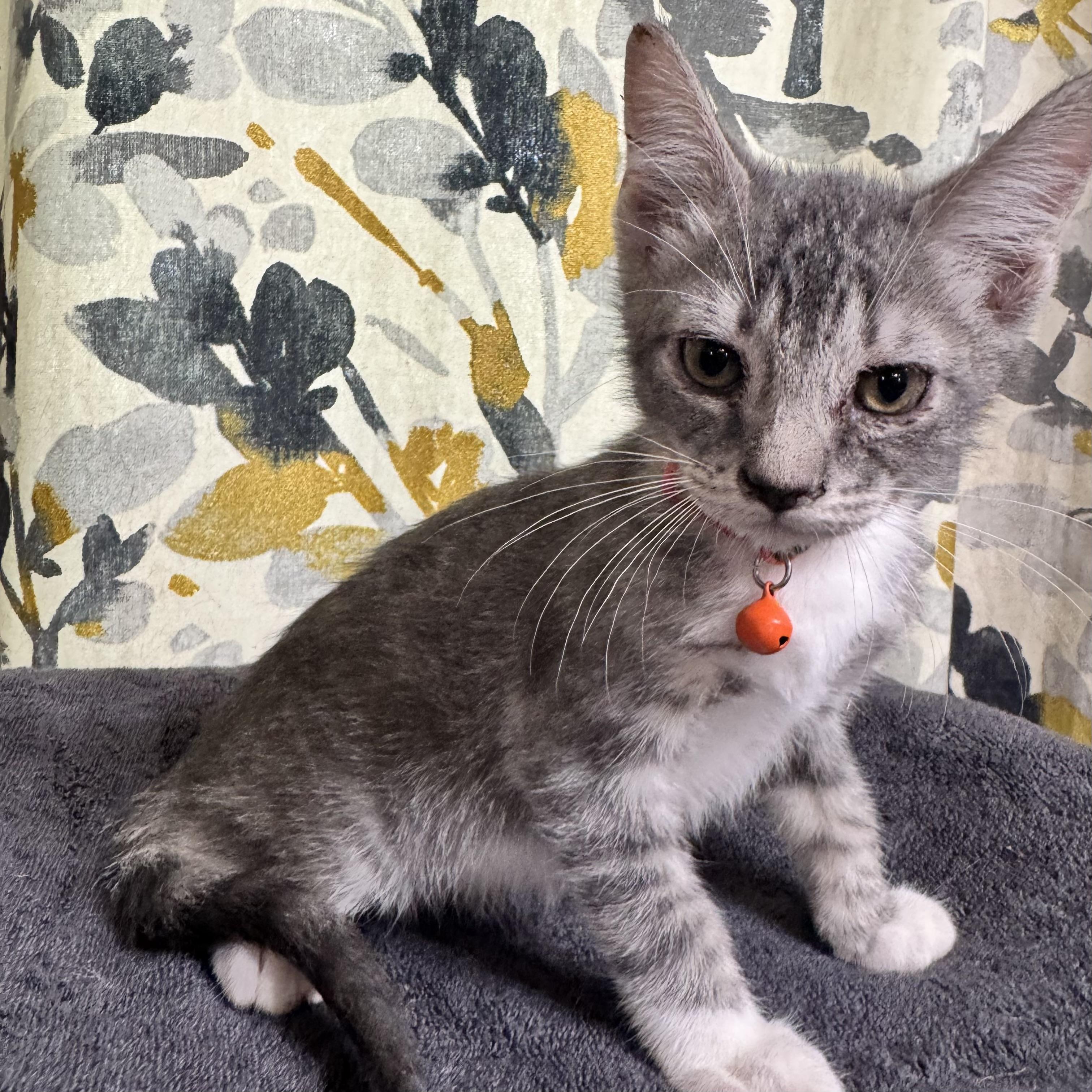 Enlarge JJ, a ADOPTABLE Domestic Short Hair in Bentonville, AR image 1/1