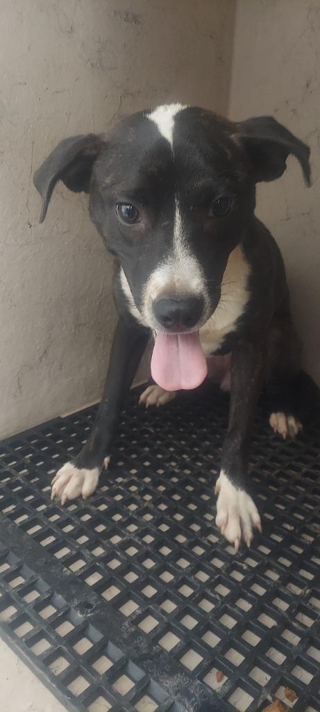 Enlarge Weezie Woo Woo, a Adoptable mixed breed in Cartersville , GA image 1/1