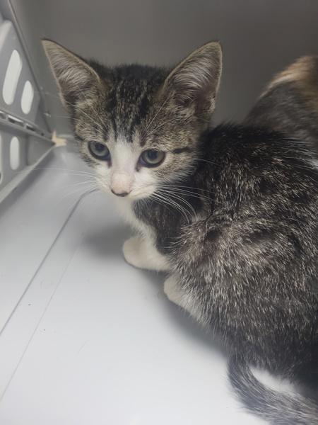 Pen 19 Mitsy, Adoptable, Kitten Female Domestic Short Hair.