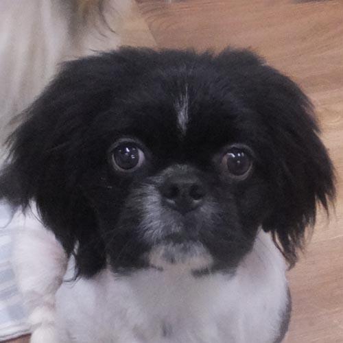 Enlarge LENNY, a Adoptable Pekingese in Trufant, MI image 1/4