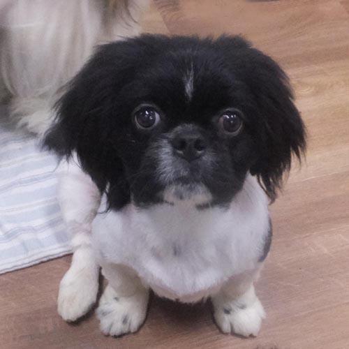 Enlarge LENNY, a Adoptable Pekingese in Trufant, MI image 3/4