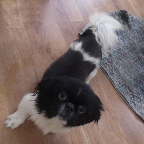 Enlarge LENNY, a Adoptable Pekingese in Trufant, MI image 4/4