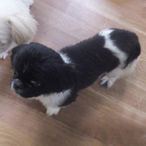 Enlarge LENNY, a Adoptable Pekingese in Trufant, MI image 2/4