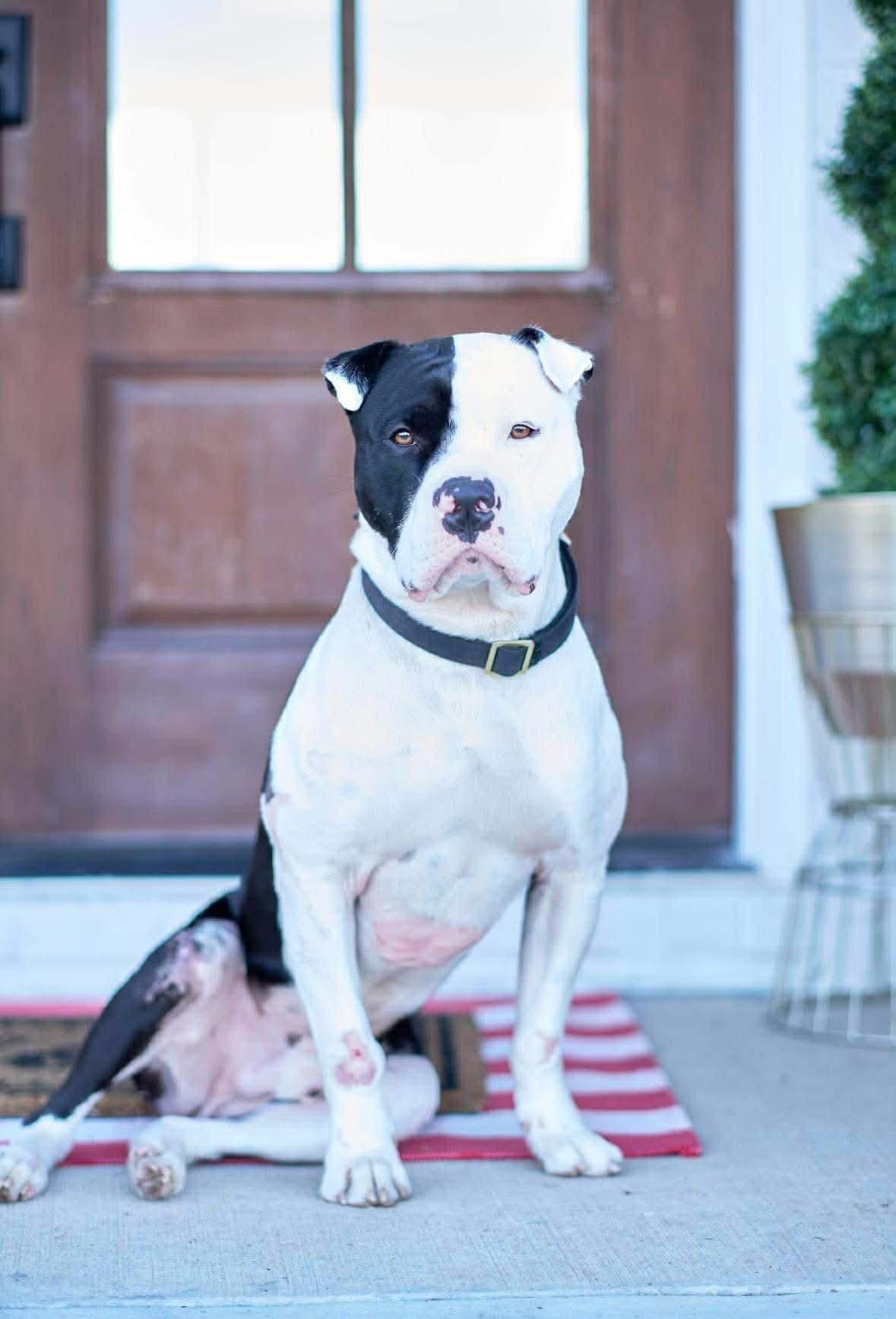 Enlarge Odin, a Adoptable mixed breed in Willington, CT image 2/5