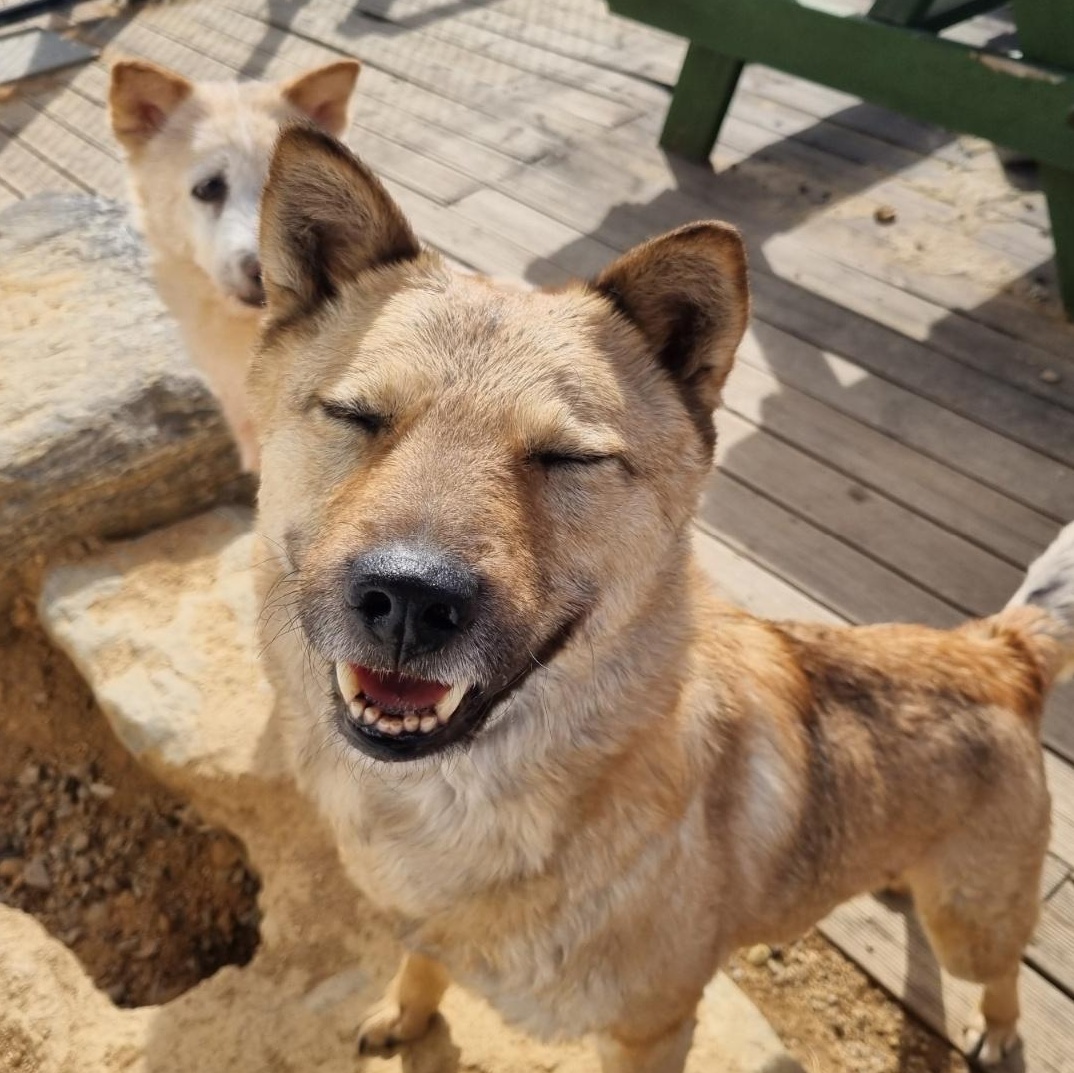 Enlarge **JENNY**, a Adoptable mixed breed in Springfield, VA image 5/5