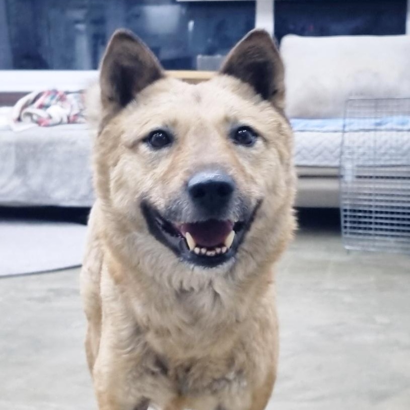 Enlarge **JENNY**, a Adoptable mixed breed in Springfield, VA image 1/5