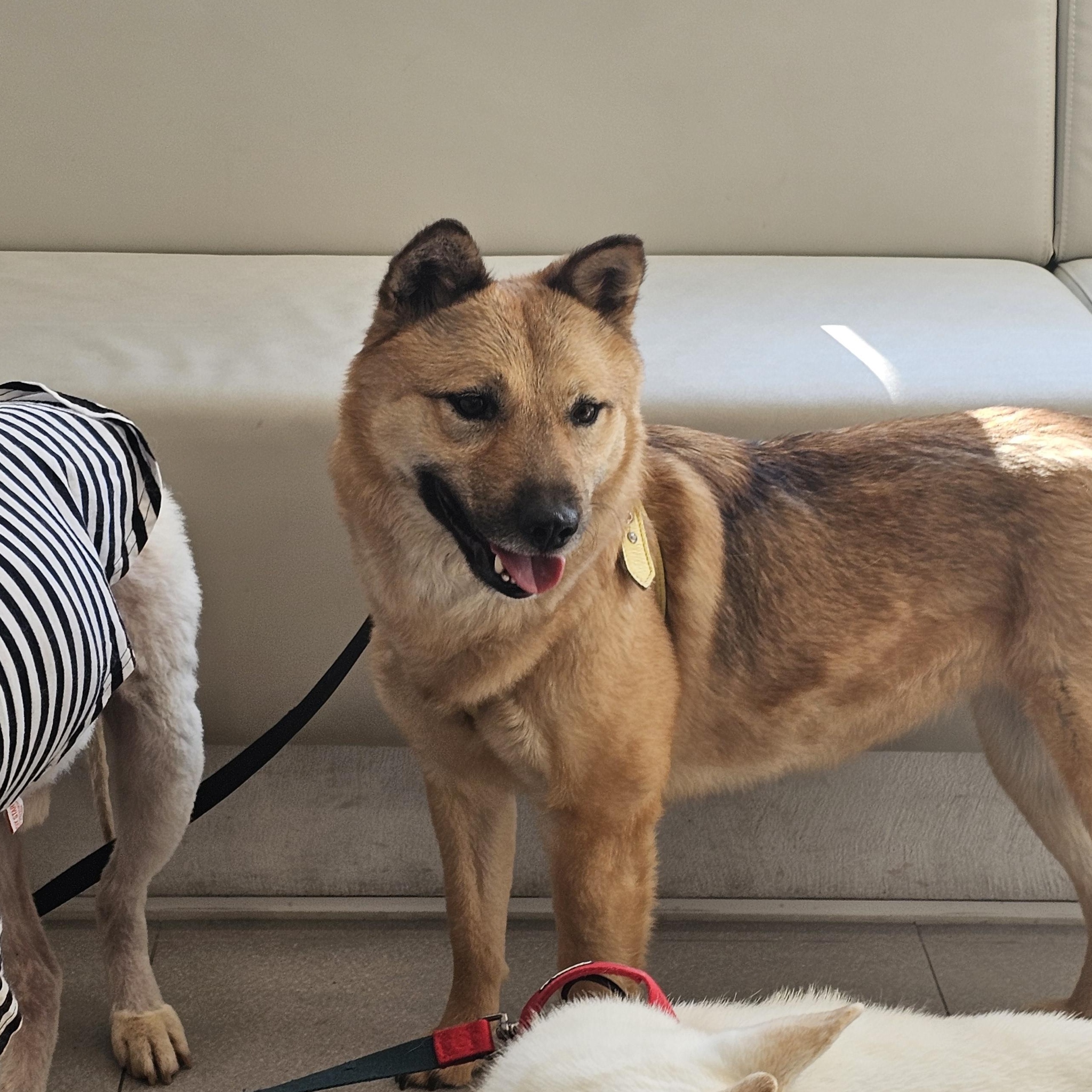 Enlarge **JENNY**, a Adoptable mixed breed in Springfield, VA image 3/5