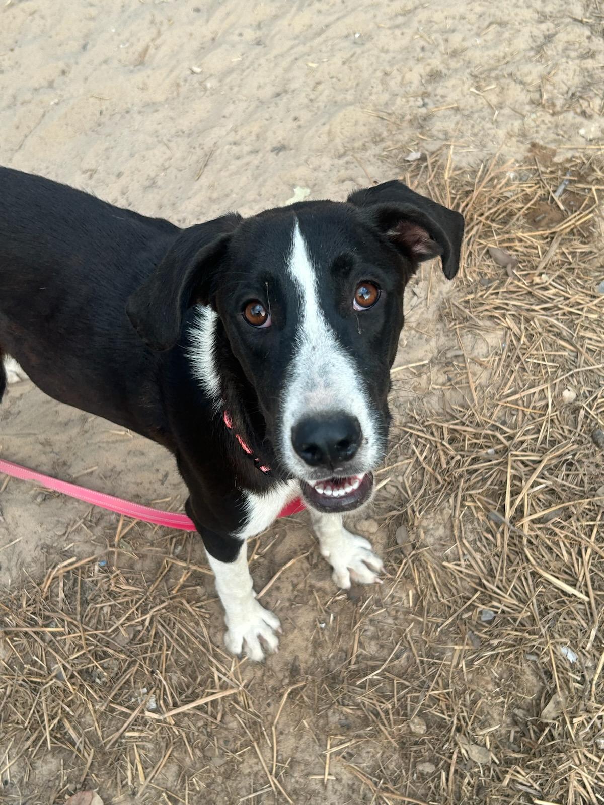 Mindy, ADOPTABLE, Young Female Border Collie.