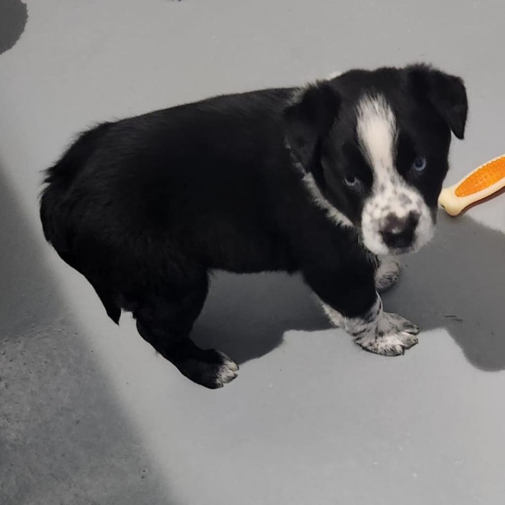 Enlarge Frankie (fka-Hermes), a Adoptable mixed breed in Mondovi, WI image 1/3