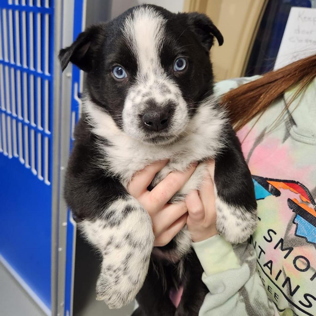 Enlarge Frankie (fka-Hermes), a Adoptable mixed breed in Mondovi, WI image 2/3