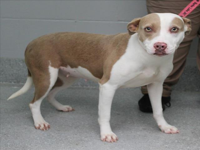 Enlarge CHINA, a Adoptable Pit Bull Terrier in Lexington, SC image 1/1