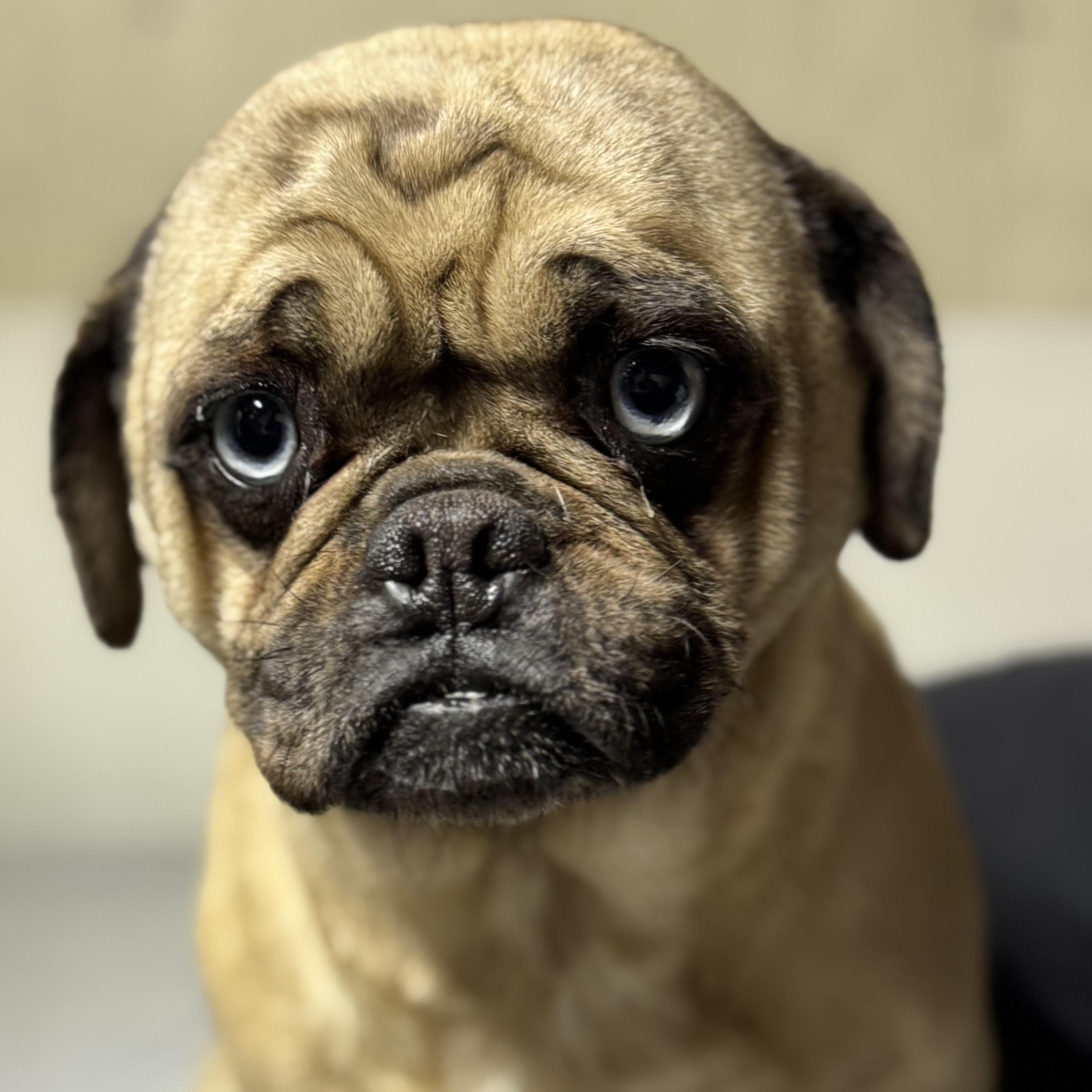 Enlarge Julie, a ADOPTABLE Pug in Oak Bluffs, MA image 1/1