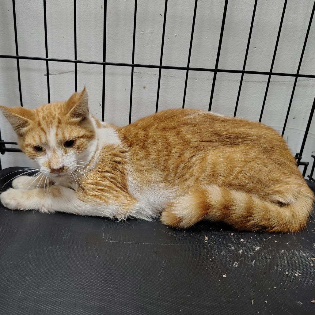 Enlarge Lassen, a Adoptable Domestic Medium Hair in Coos Bay, OR image 1/3