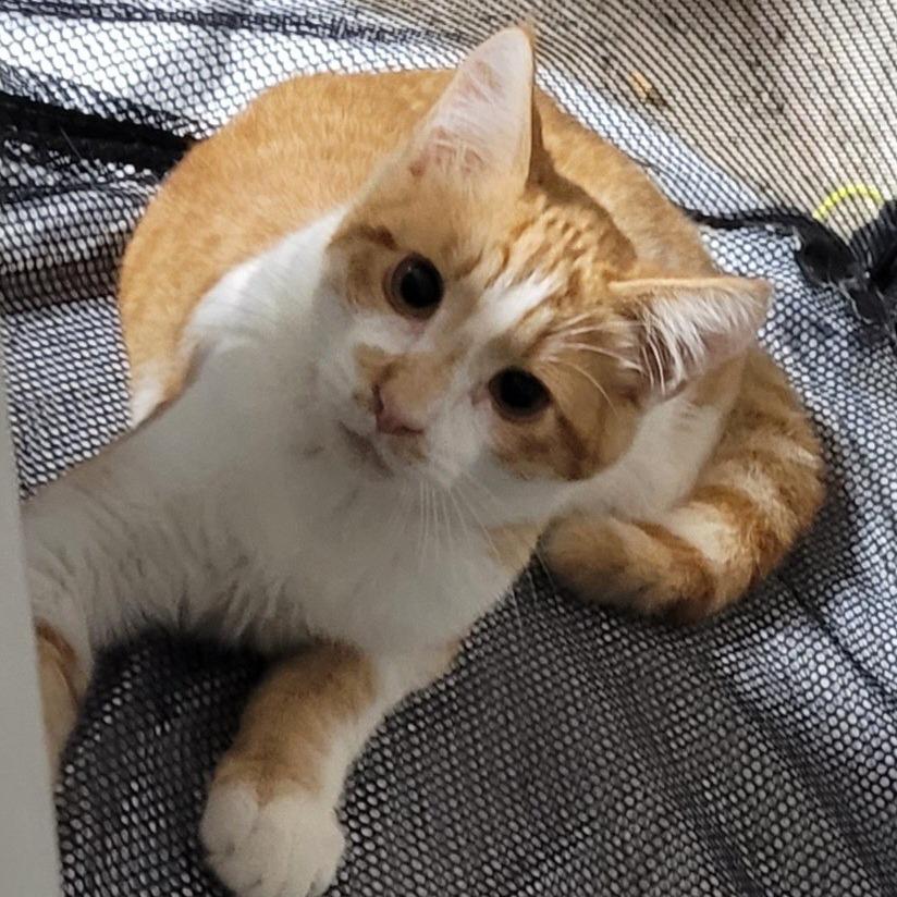 Enlarge Lassen, a Adoptable Domestic Medium Hair in Coos Bay, OR image 2/3