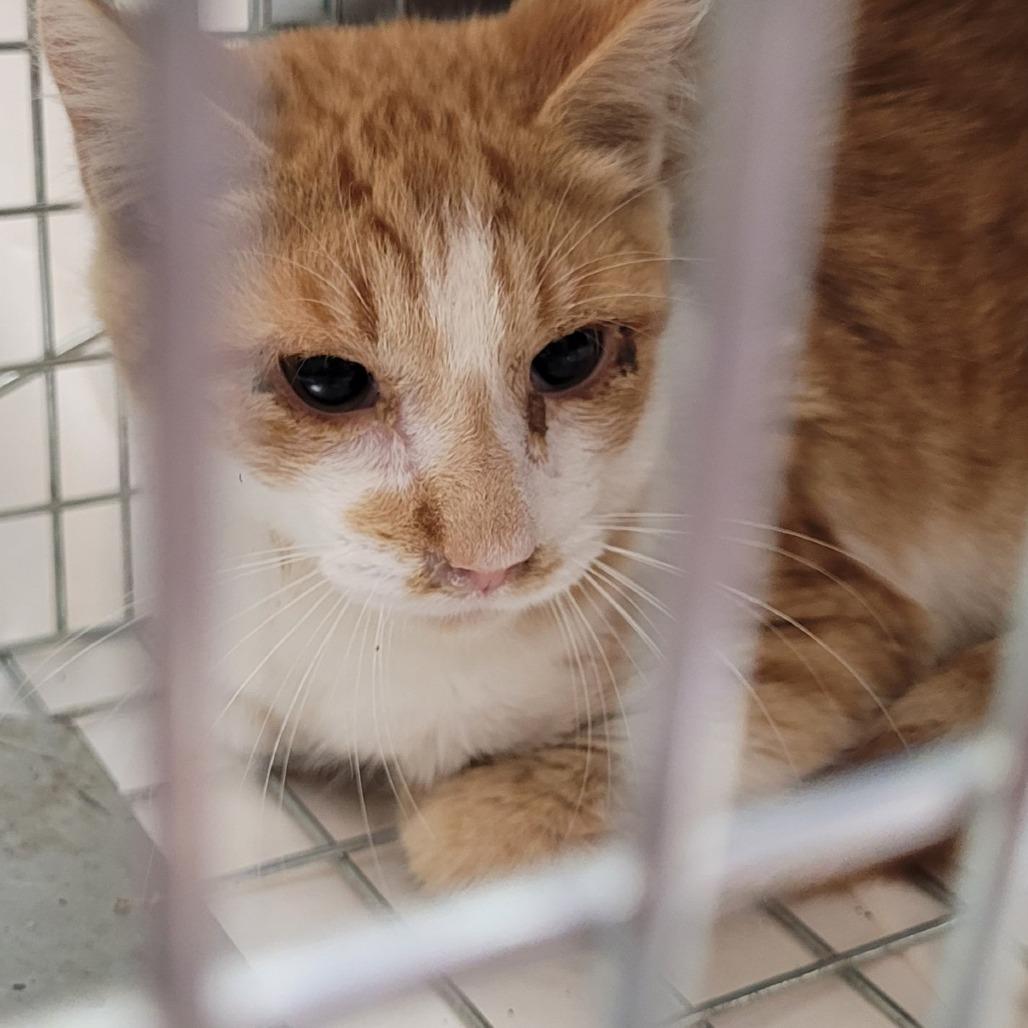 Enlarge Lassen, a Adoptable Domestic Medium Hair in Coos Bay, OR image 3/3