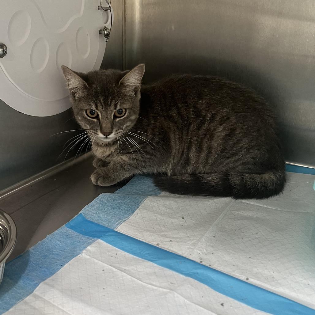 Regina, Adoptable, Kitten Female Domestic Short Hair.