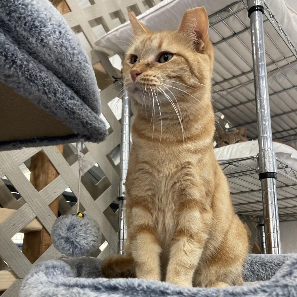 Enlarge Georgia, a Adoptable Domestic Short Hair in Nokesville, VA image 1/6