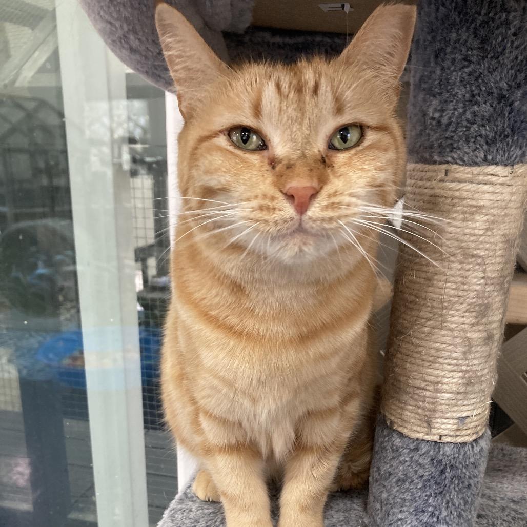 Enlarge Georgia, a Adoptable Domestic Short Hair in Nokesville, VA image 2/6