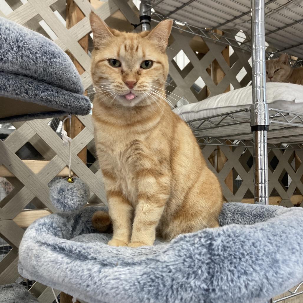 Enlarge Georgia, a Adoptable Domestic Short Hair in Nokesville, VA image 4/6