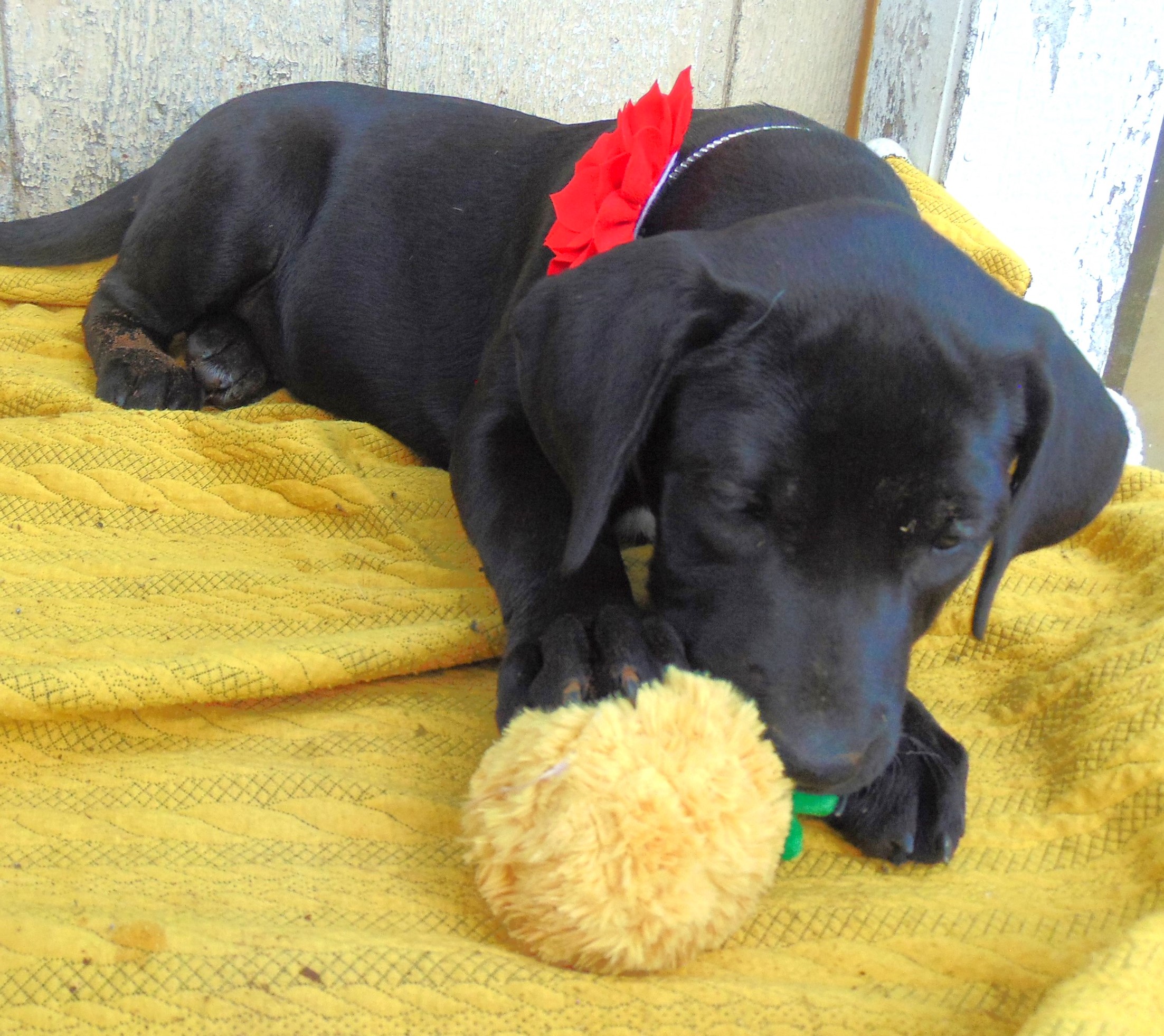 CONFETTI, Adopted, Puppy Female Black Labrador Retriever.