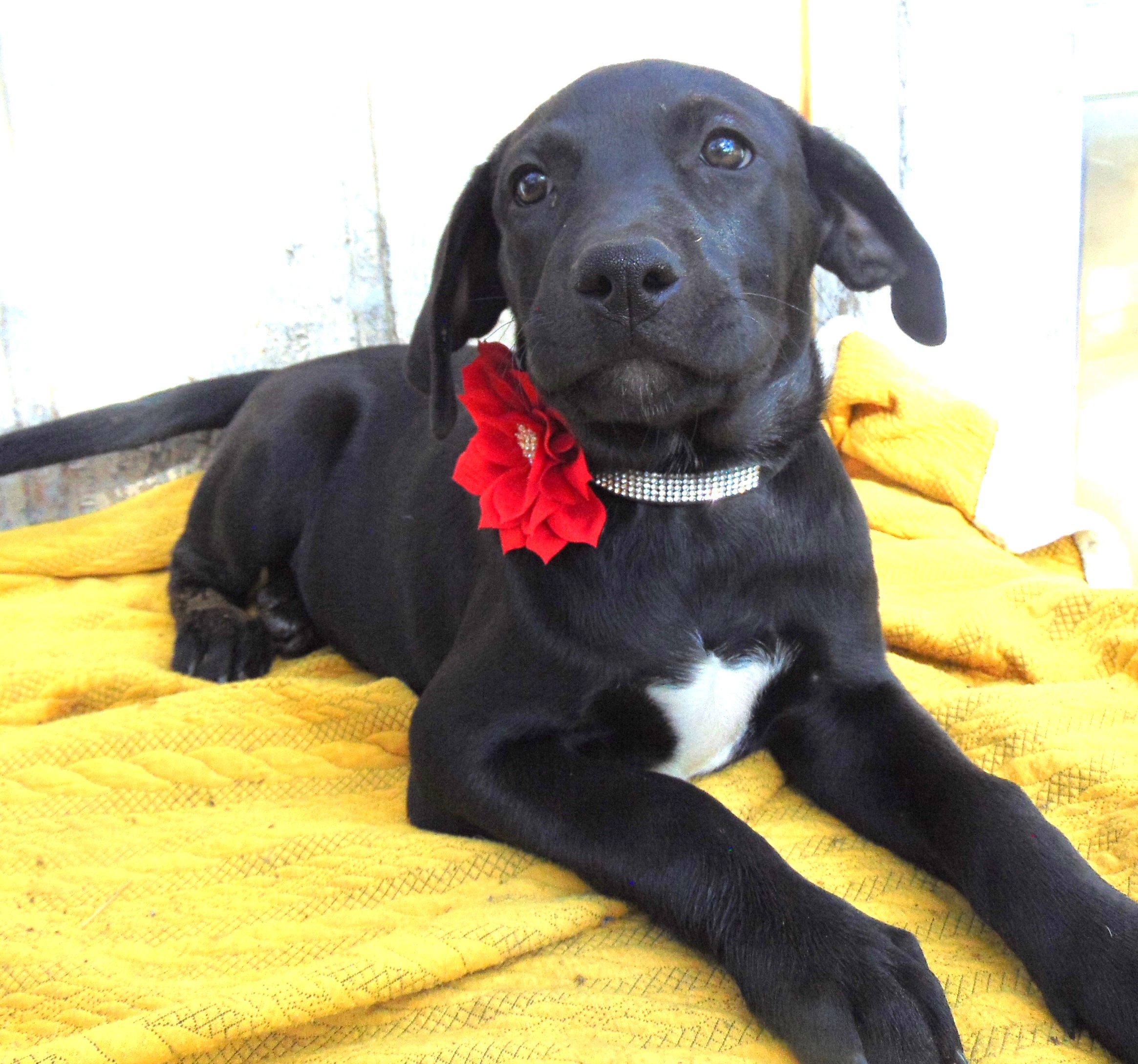 Enlarge CONFETTI, a Adopted Black Labrador Retriever in San Antonio, TX image 2/4