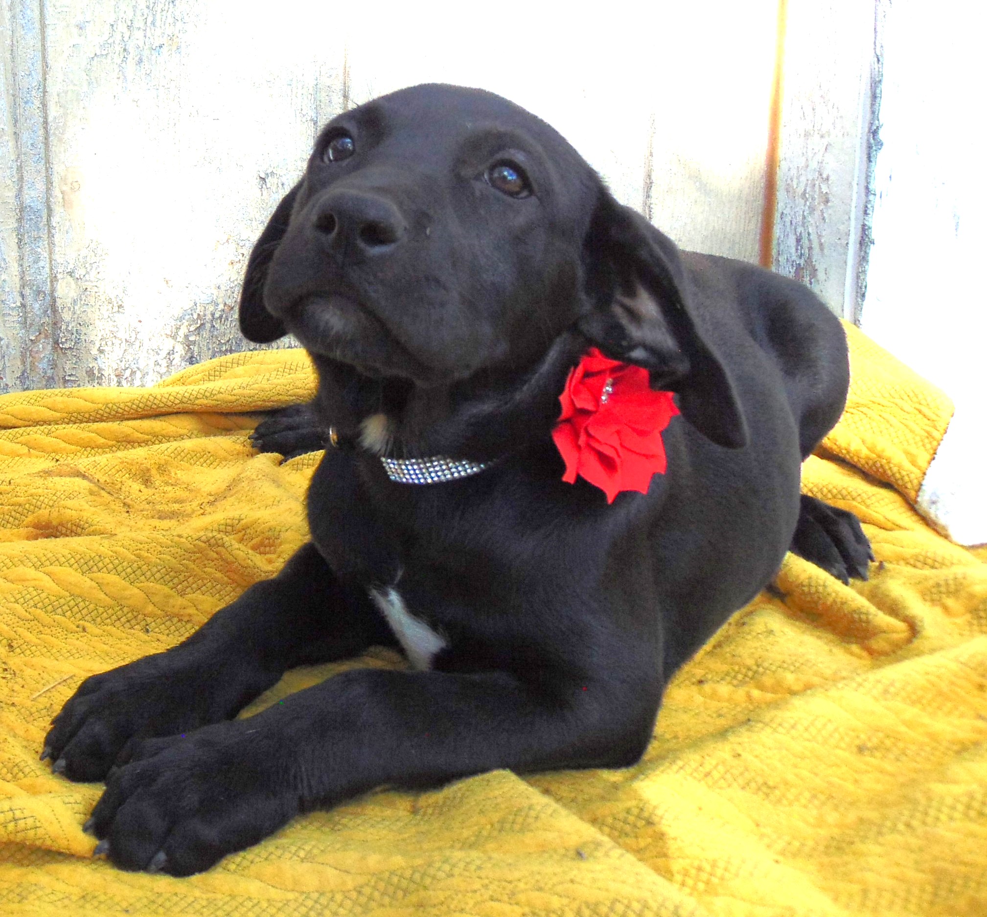 Enlarge CONFETTI, a Adopted Black Labrador Retriever in San Antonio, TX image 3/4