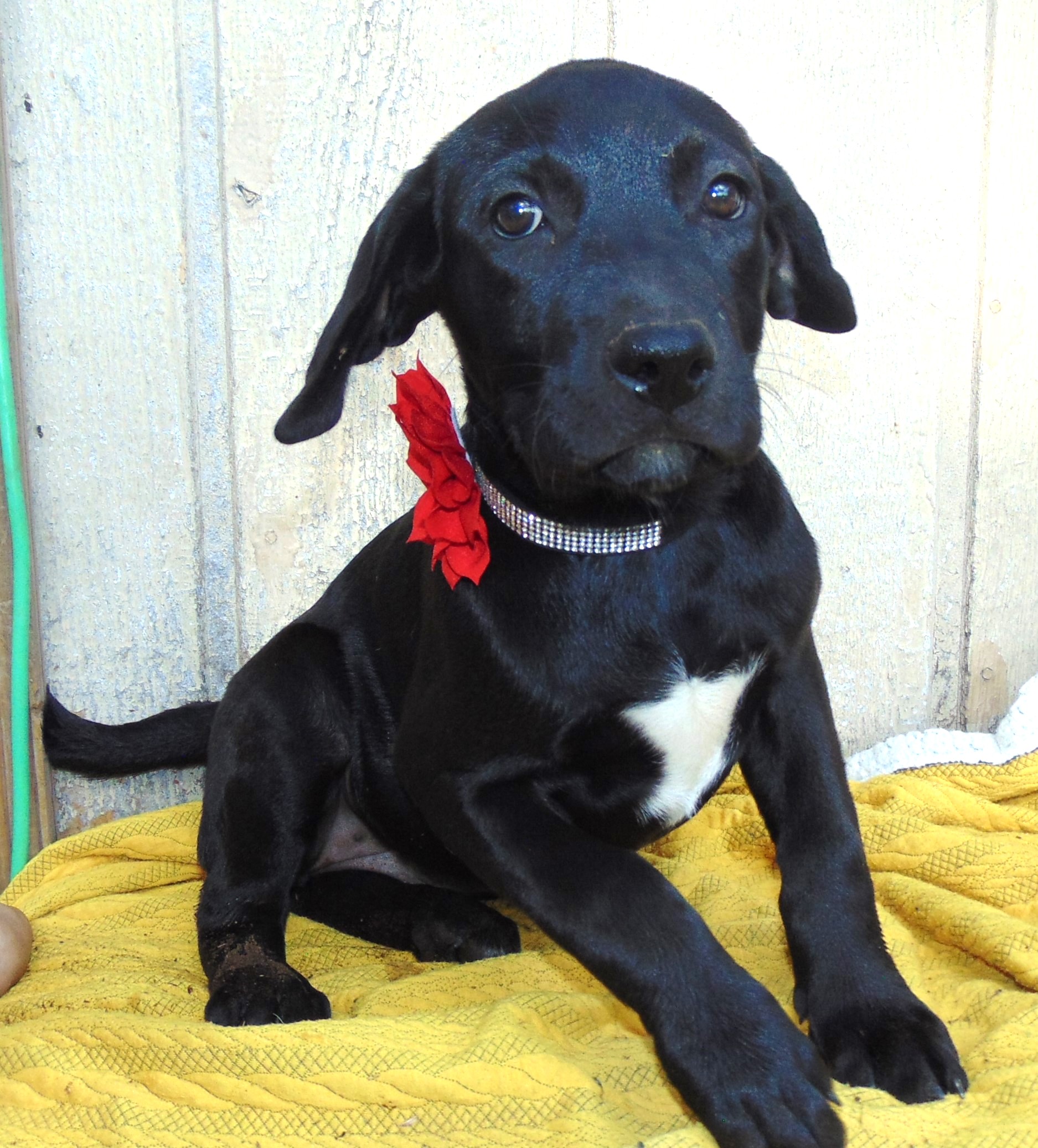 Enlarge CONFETTI, a Adopted Black Labrador Retriever in San Antonio, TX image 4/4