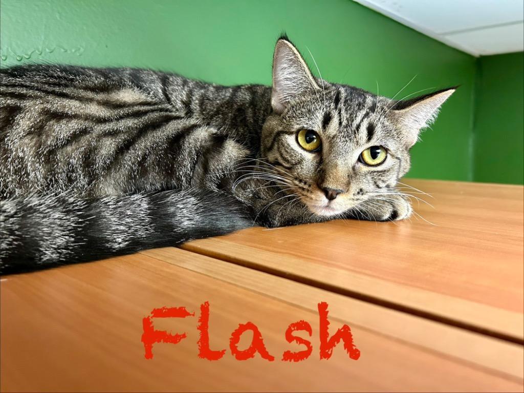 Enlarge Flash, a Adoptable mixed breed in West Union, OH image 1/2