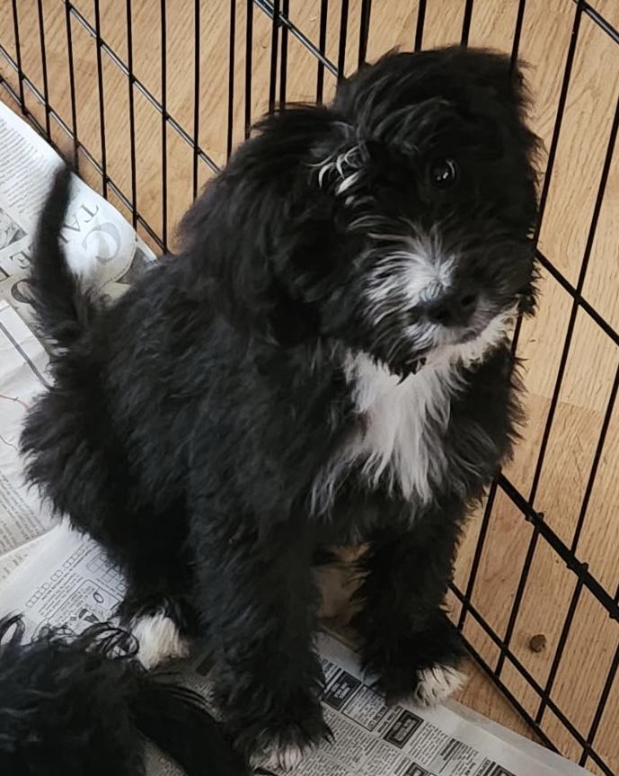Charlie, an adoptable Bernedoodle in Los Angeles, CA, 90007 | Photo Image 1