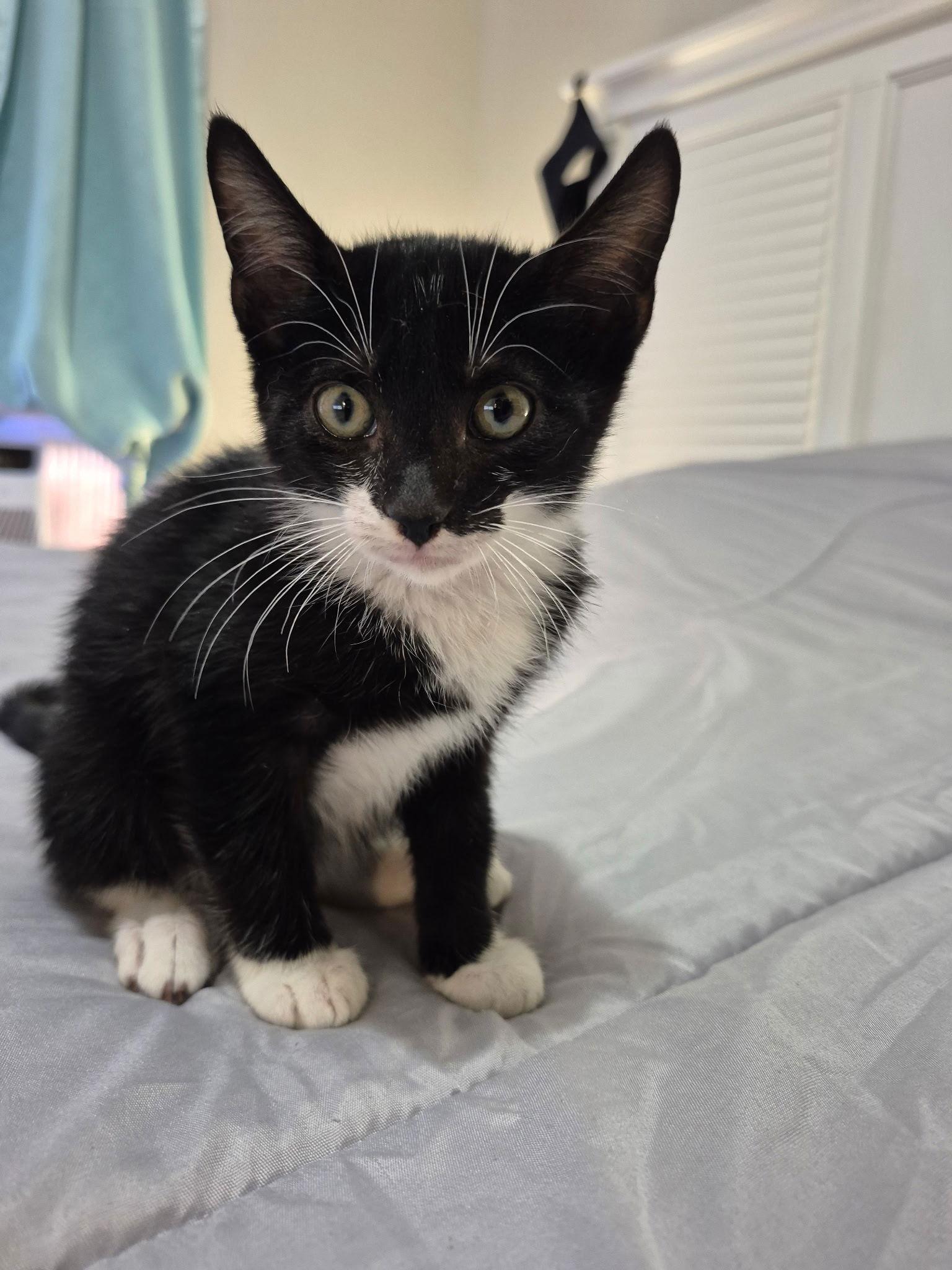 John Wick, Adopted, Kitten Male Domestic Short Hair.