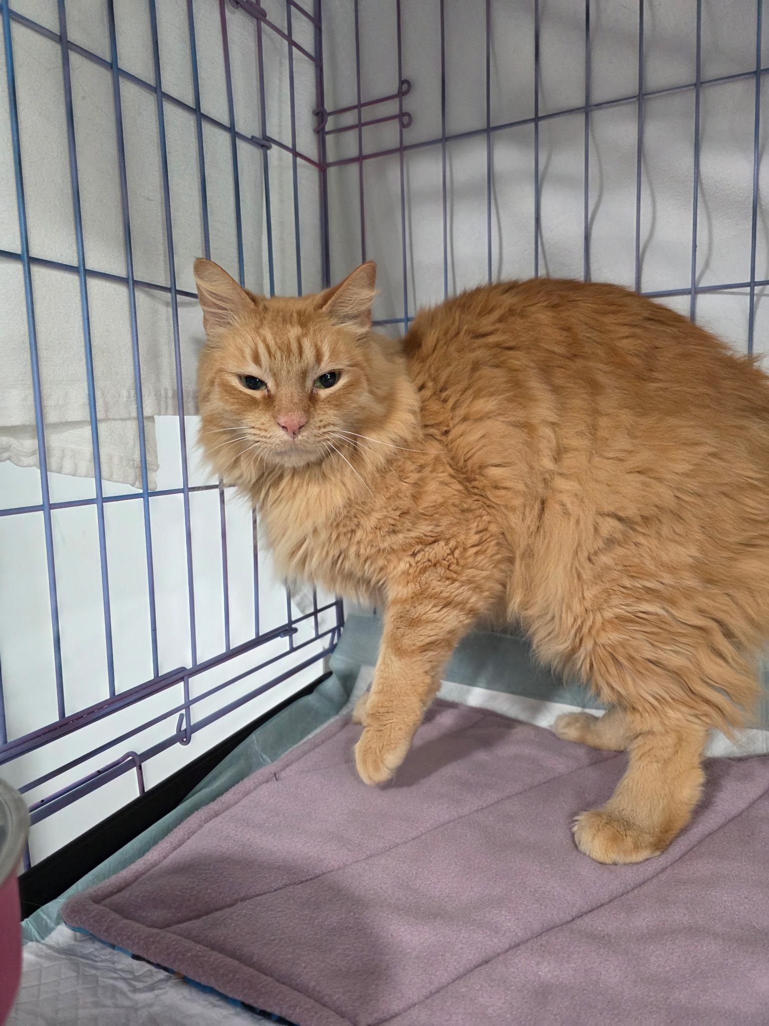 Adolf, adopted, Adult Male Domestic Long Hair.