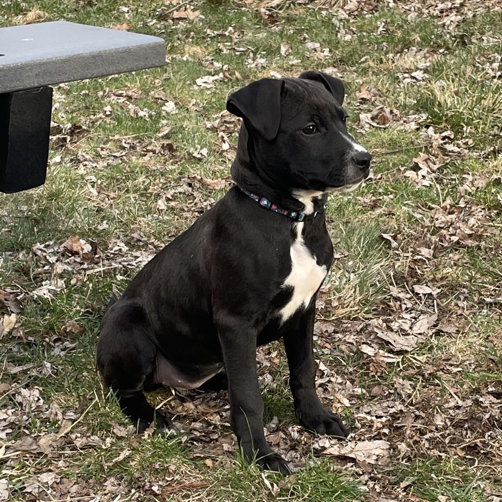 Goldie, Adoptable, Puppy Female Wirehaired Terrier & Pit Bull Terrier.