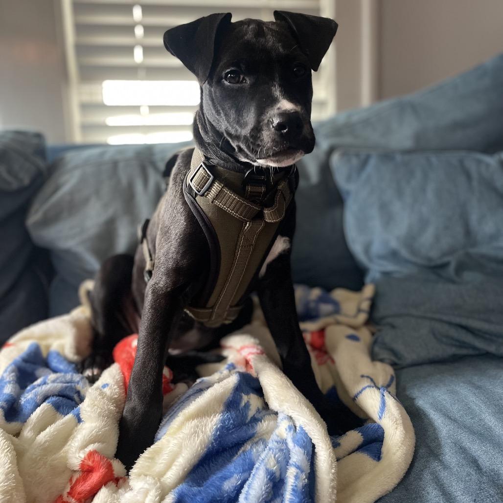 Enlarge Goldie, a Adoptable mixed breed in Northville, MI image 2/5