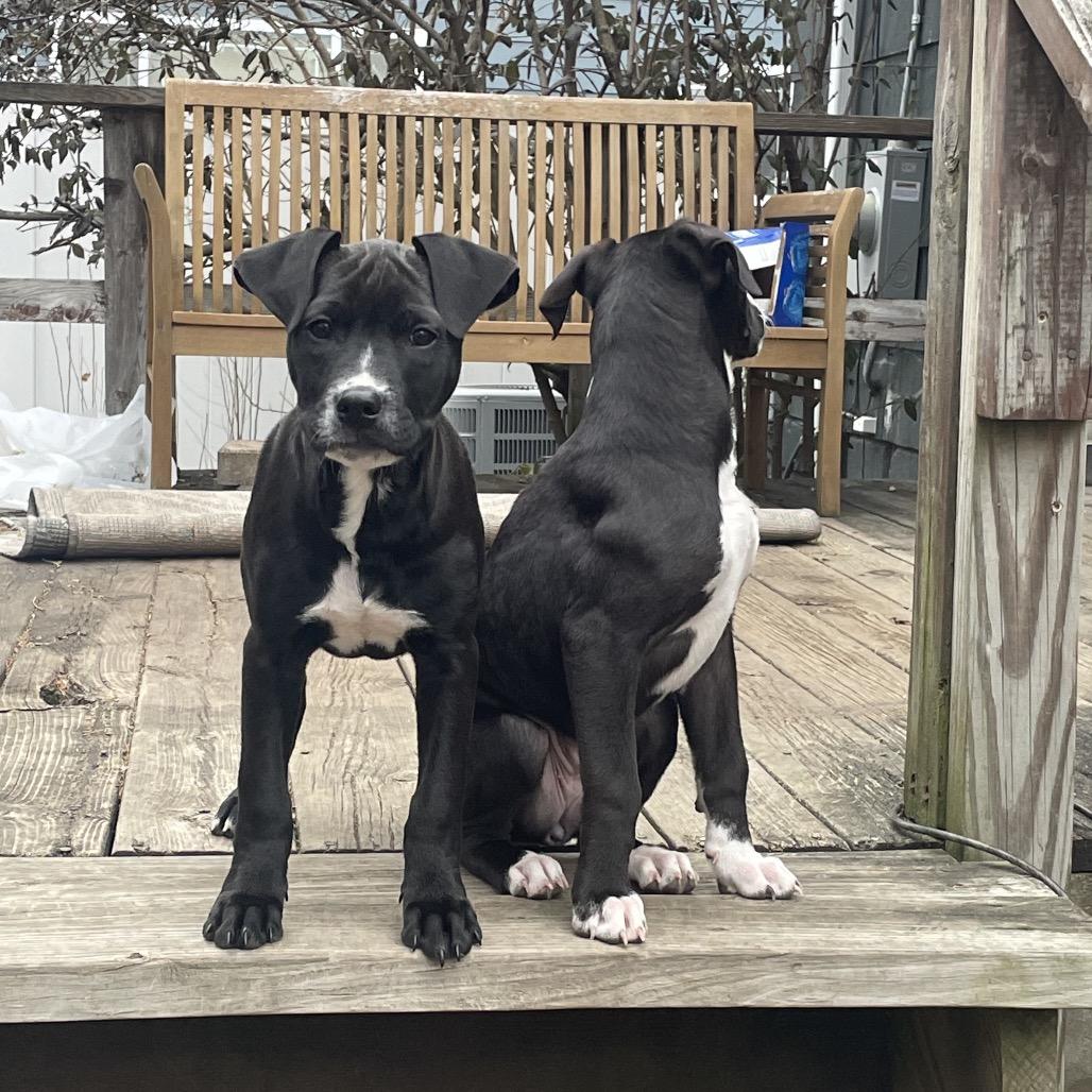 Enlarge Goldie, a Adoptable mixed breed in Northville, MI image 3/5