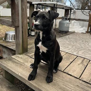 Enlarge Goldie, a Adoptable mixed breed in Northville, MI image 4/5
