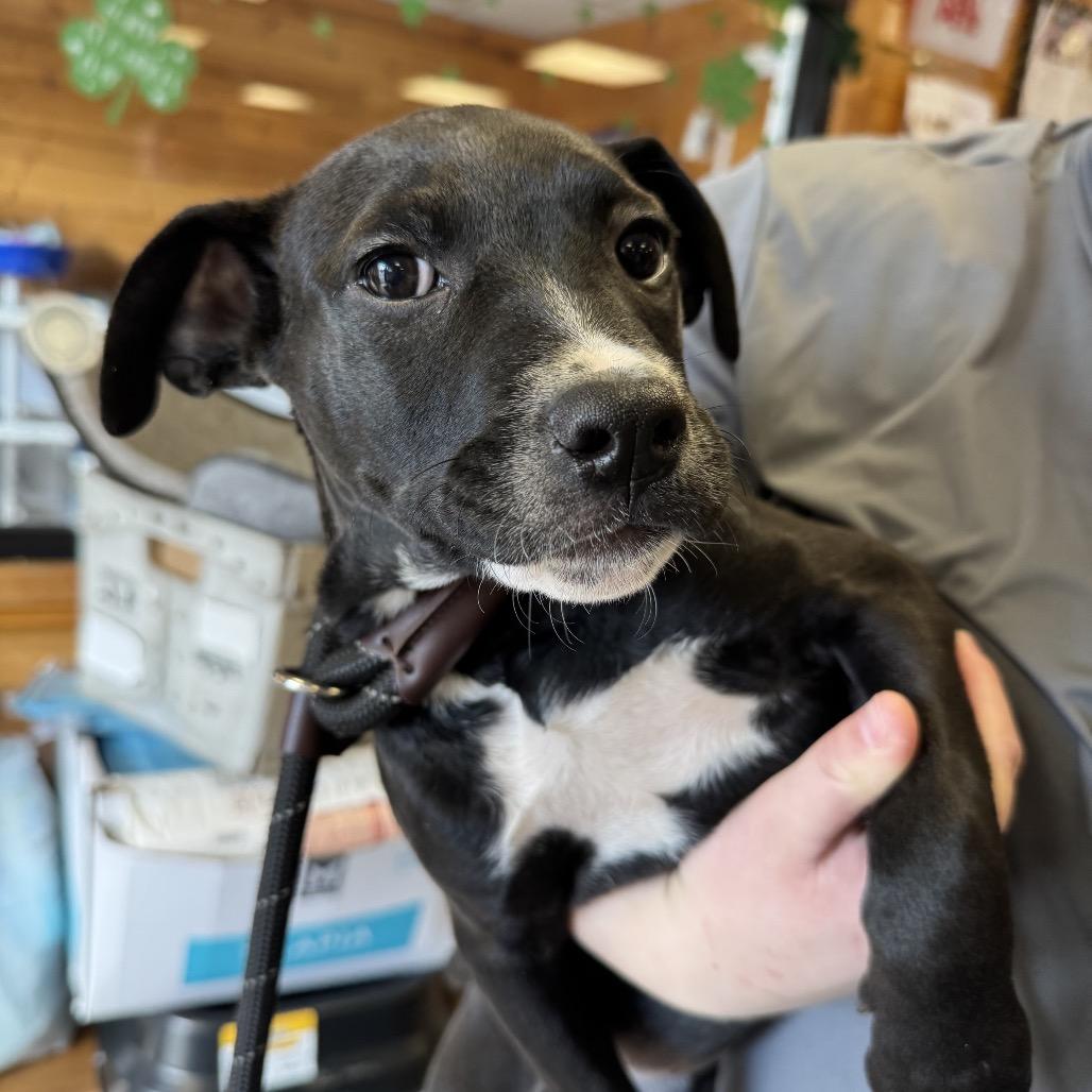 Enlarge Goldie, a Adoptable mixed breed in Northville, MI image 5/5