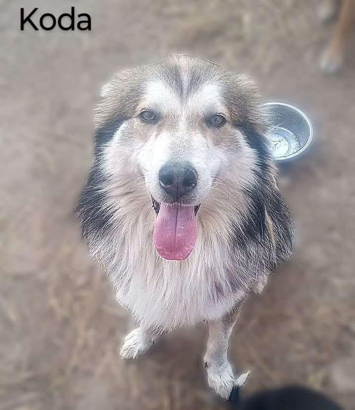 Koda, a Adoptable mixed breed in East Dundee , IL image 1/5