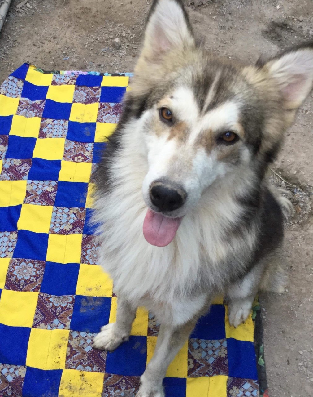 Koda, a Adoptable mixed breed in East Dundee , IL image 2/5