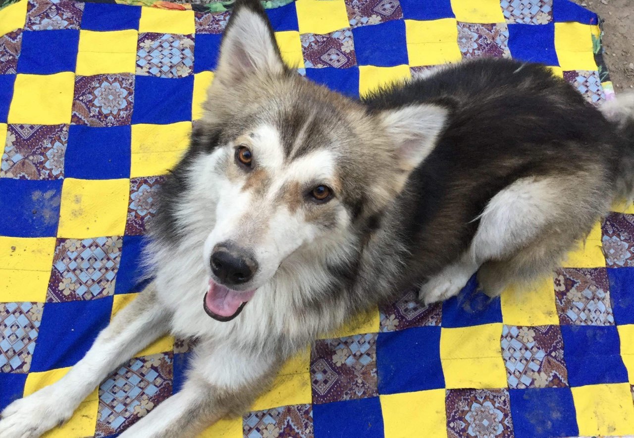 Koda, a Adoptable mixed breed in East Dundee , IL image 5/5