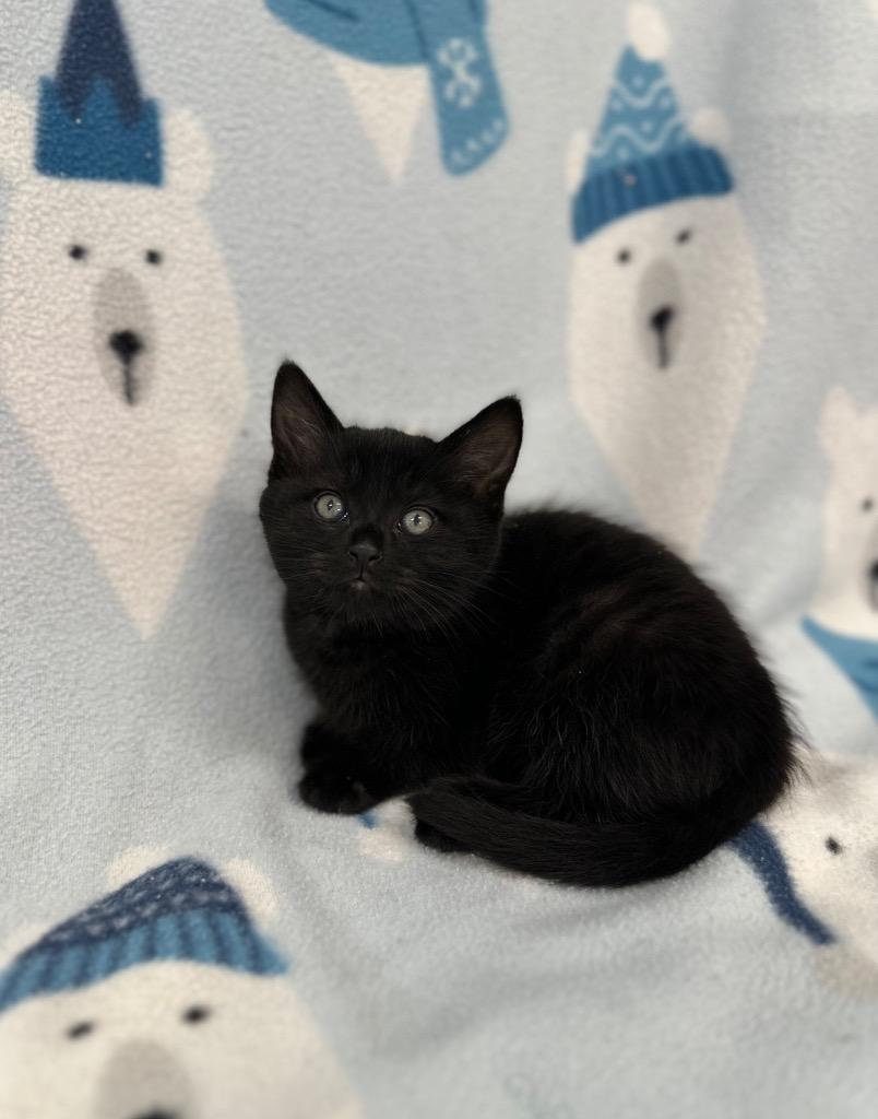Stanley Uris @ PetSmart Walker Rd, Adoptable, Kitten Male Domestic Short Hair.