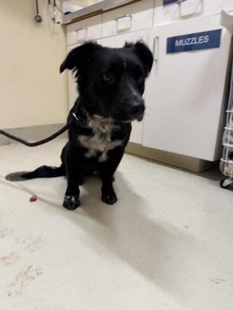 JUNIOR, Adoptable, Adult Female Border Collie & Australian Shepherd.