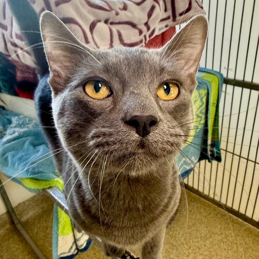 Bruno, Adoptable, Young Male Domestic Medium Hair.