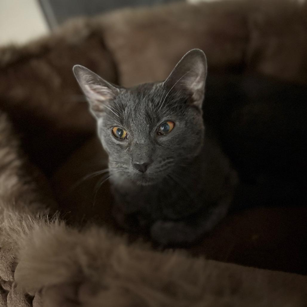 Enlarge Bruno, a Adoptable Domestic Medium Hair in Santa Barbara, CA image 2/2