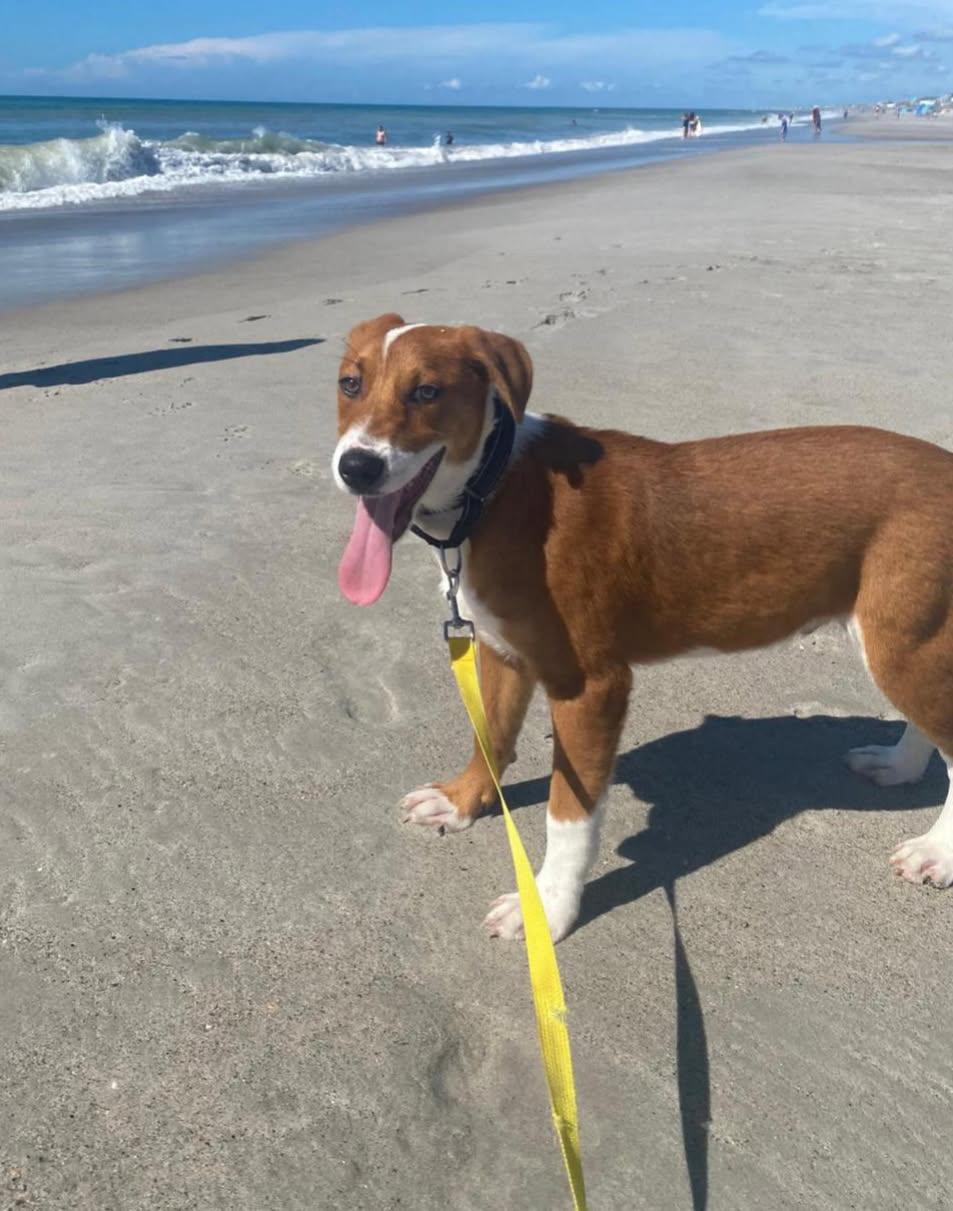 Andor (Andy), Baby Male Hound