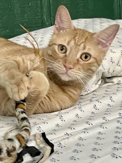 Enlarge Nox(Foster Needed), a Adoptable Domestic Short Hair in River Ridge, LA image 1/3