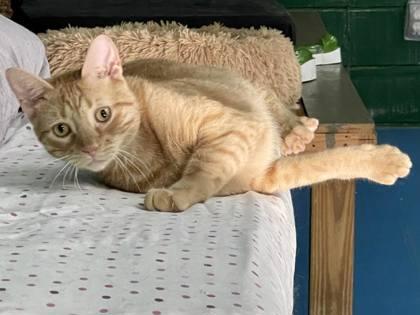 Nox(Foster Needed), a Adoptable Domestic Short Hair in River Ridge, LA image 1/3