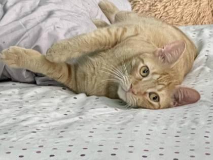 Nox(Foster Needed), Adoptable, Young Male Domestic Short Hair & Domestic Short Hair.