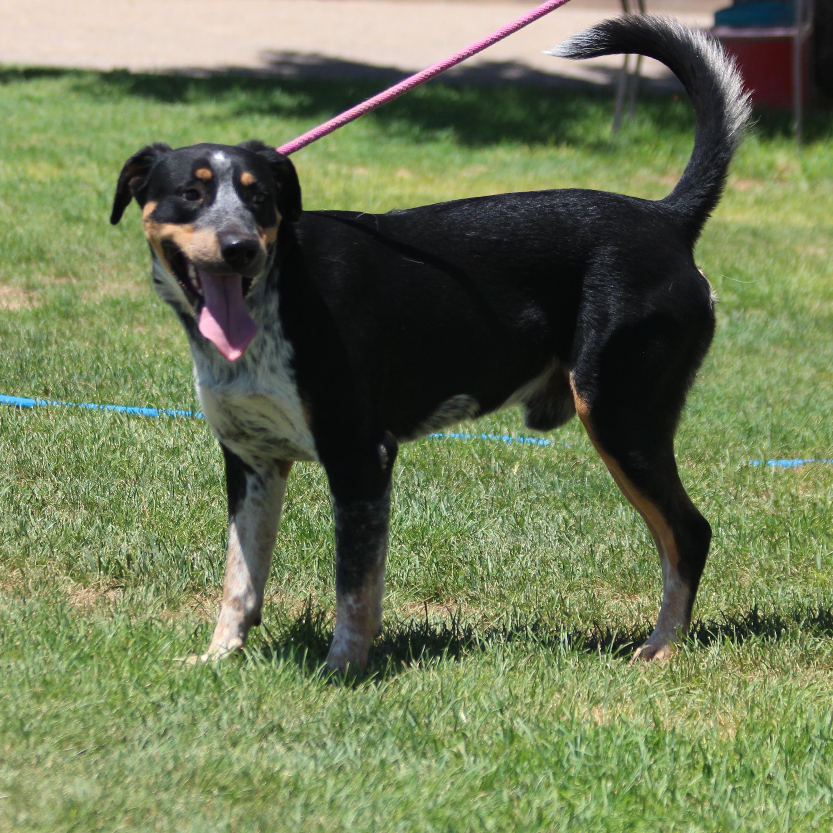 COWBOY, an adoptable Catahoula Leopard Dog, Coonhound in Pearce, AZ, 85625 | Photo Image 1