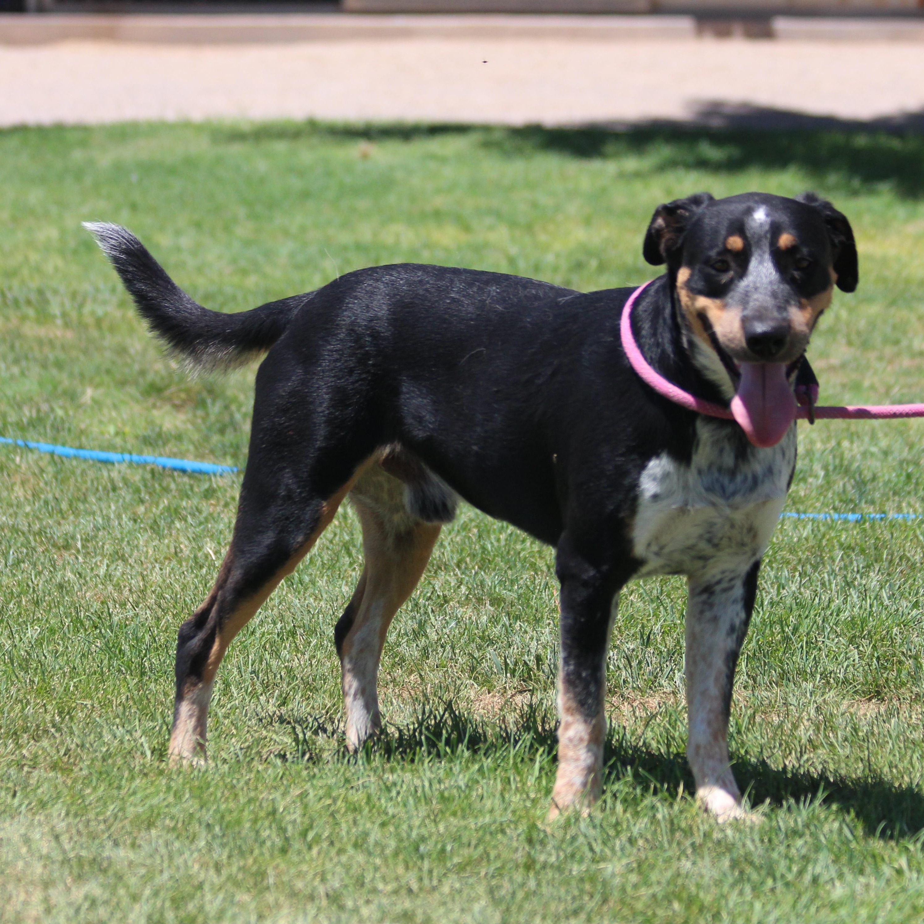 COWBOY, an adoptable Catahoula Leopard Dog, Coonhound in Pearce, AZ, 85625 | Photo Image 4